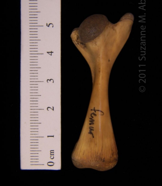 Anterior View Left Softshell Turtle Femur