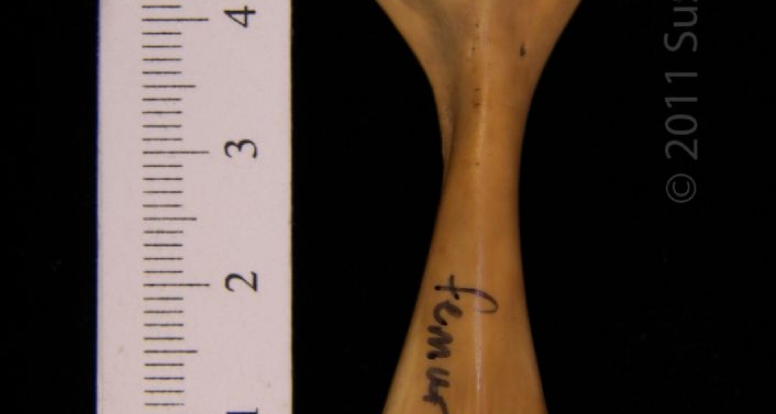 Anterior View Left Softshell Turtle Femur