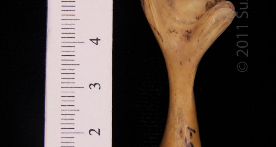 Posterior View Left Softshell Turtle Femur