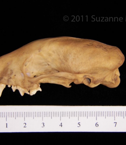 Lateral View Striped Skunk Cranium