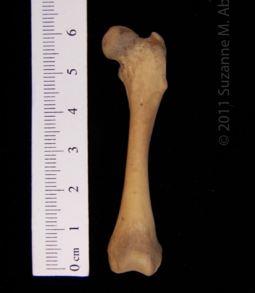 Anterior View Left Striped Skunk Femur