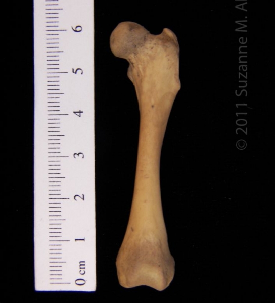 Anterior View Left Striped Skunk Femur