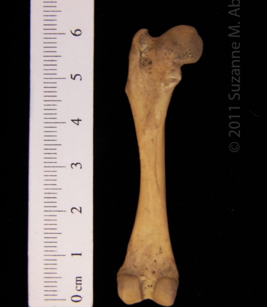 Posterior Left Striped Skunk Femur