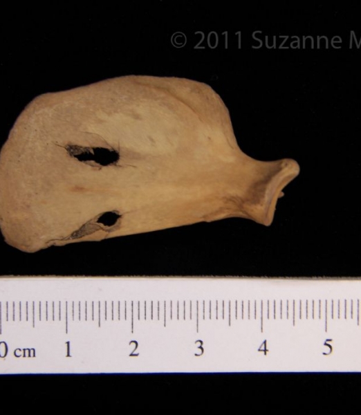 Anterior View Left Striped Skunk Scapula