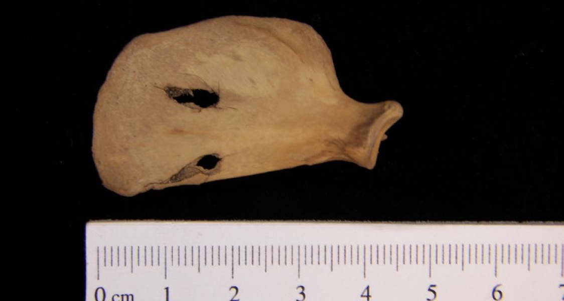 Anterior View Left Striped Skunk Scapula