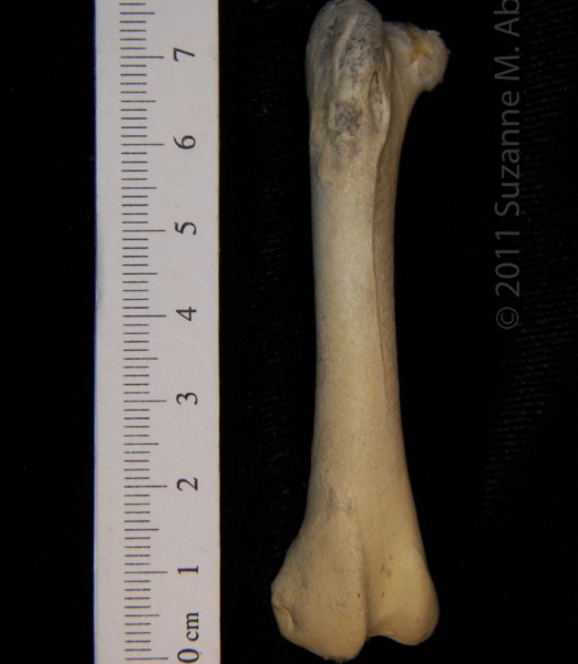 Anterior View Right Turkey Vulture Femur