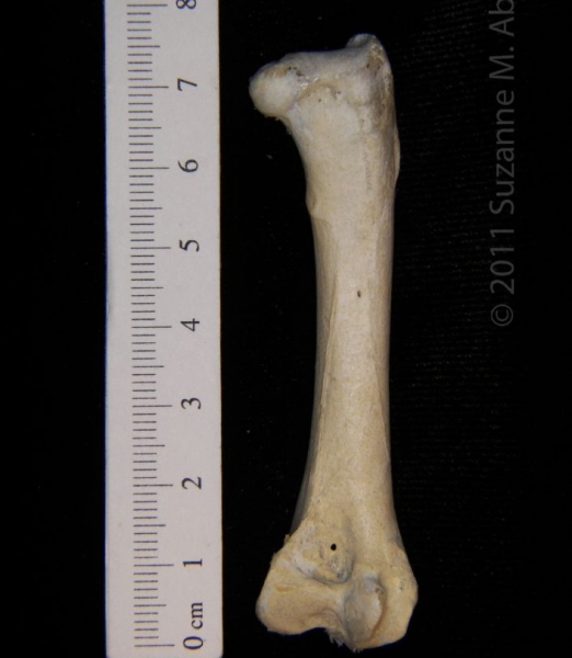 Posterior View Right Turkey Vulture Femur