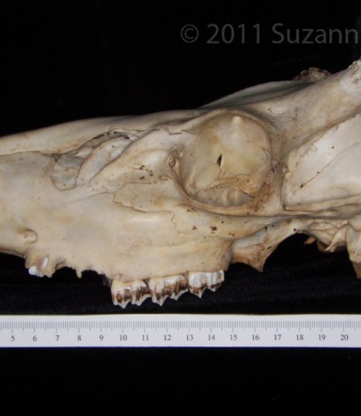 Lateral View White-Tailed Deer Cranium