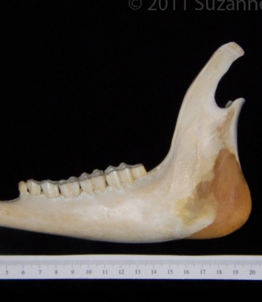 Lateral View White-Tailed Deer Mandible