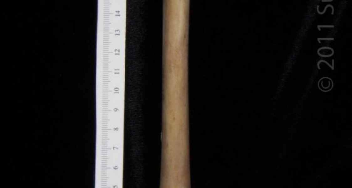 Anterior View Left White-Tailed Deer Metacarpal