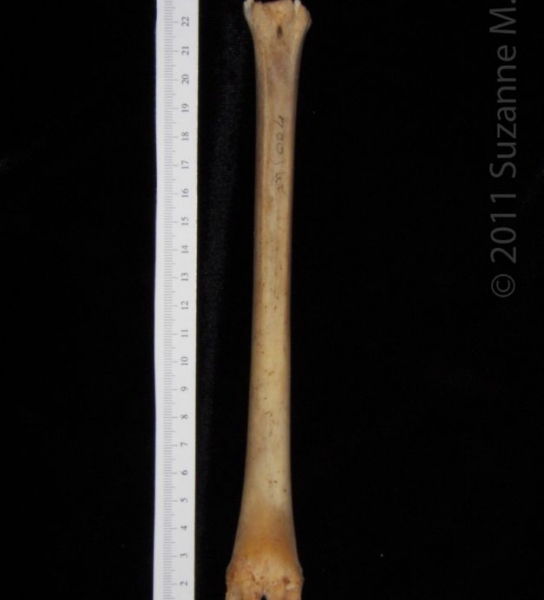 Posterior View Left White-Tailed Deer Metatarsal