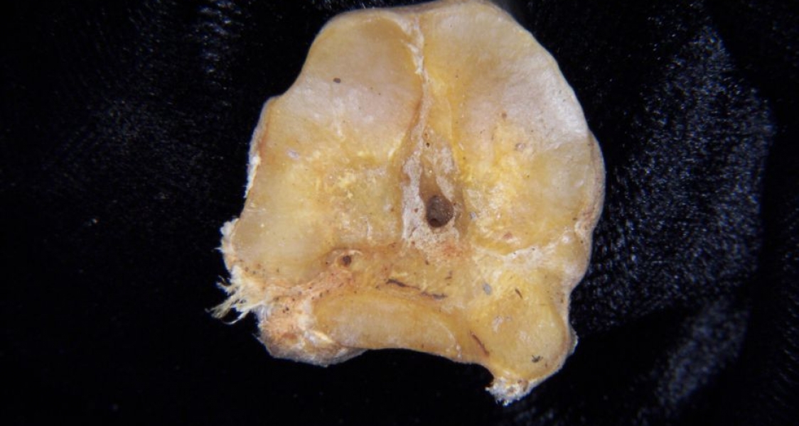 Proximal Articular Surface Left White-Tailed Deer Metatarsal