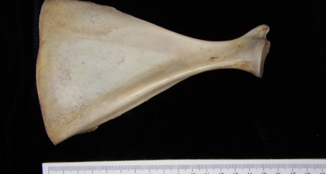 Anterior View Left White-Tailed Deer Scapula