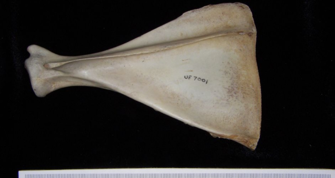 Posterior View Left White-Tailed Deer Scapula