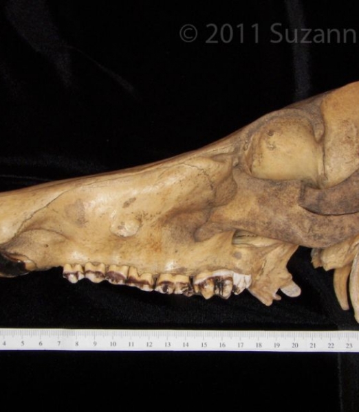 Lateral View Wild Boar Cranium