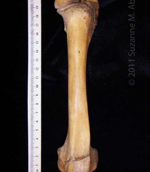 Anterior View Left Wild Boar Femur