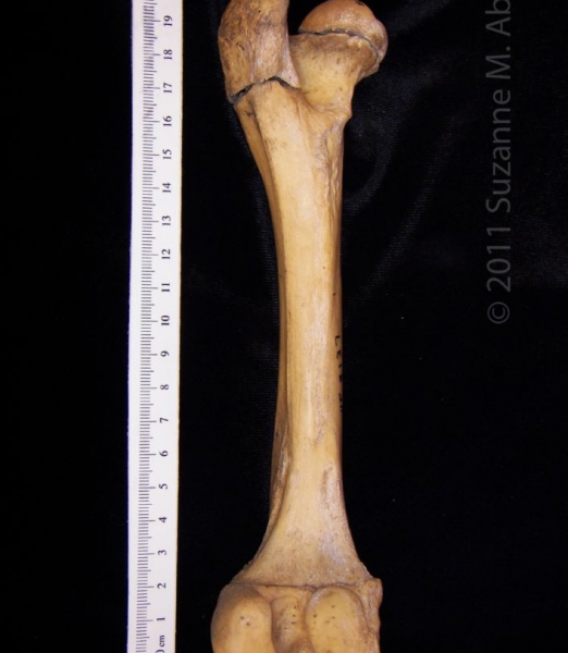 Posterior View Left Wild Boar Femur