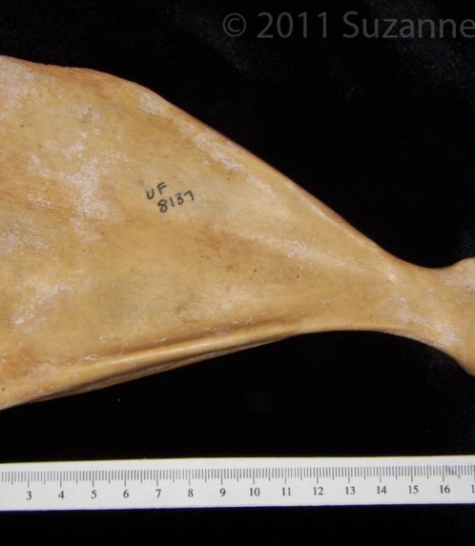 Anterior View Left Wild Boar Scapula