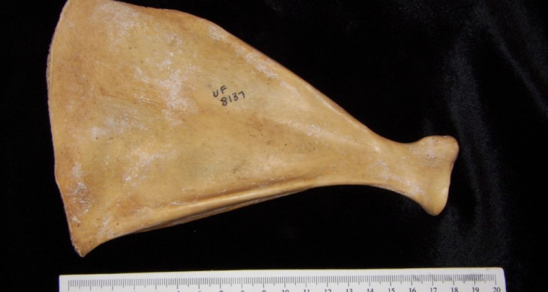 Anterior View Left Wild Boar Scapula