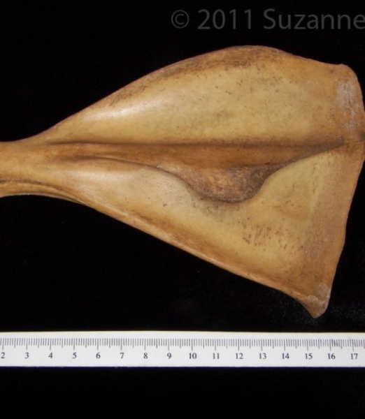 Posterior View Left Wild Boar Scapula