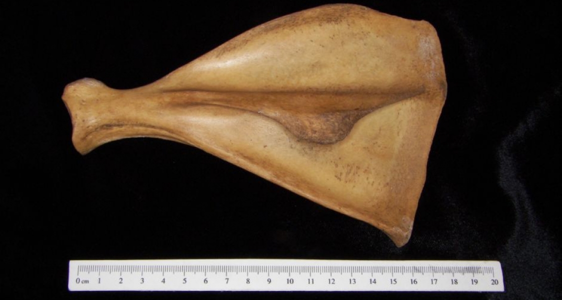 Posterior View Left Wild Boar Scapula