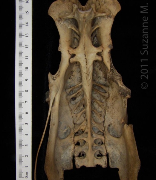 Ventral View Wild Turkey Pelvis