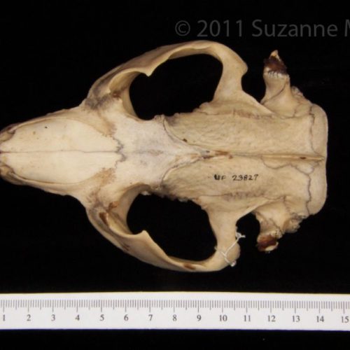 Superior View American Alligator Cranium - BoneID