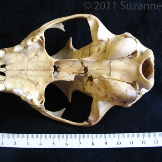 Inferior View Black Bear Cranium - BoneID