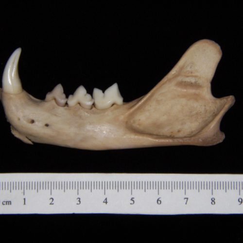 Lateral View Coyote Mandible - BoneID