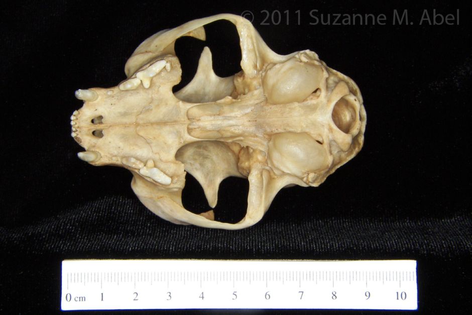 Inferior View Domestic Cat Cranium