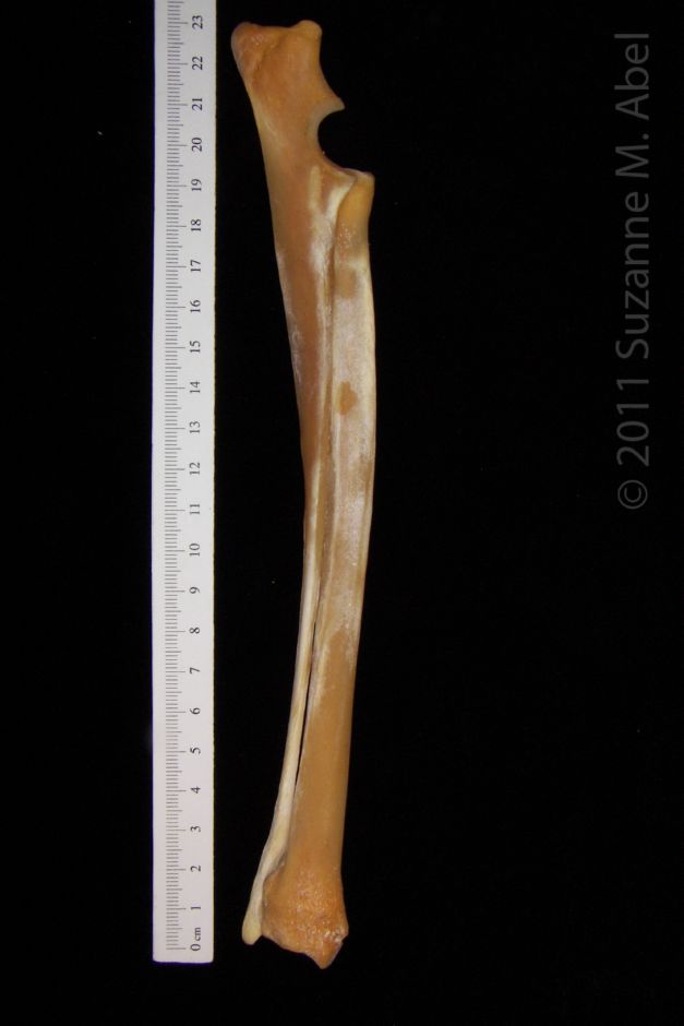 Right Lateral Coyote Radius and Ulna