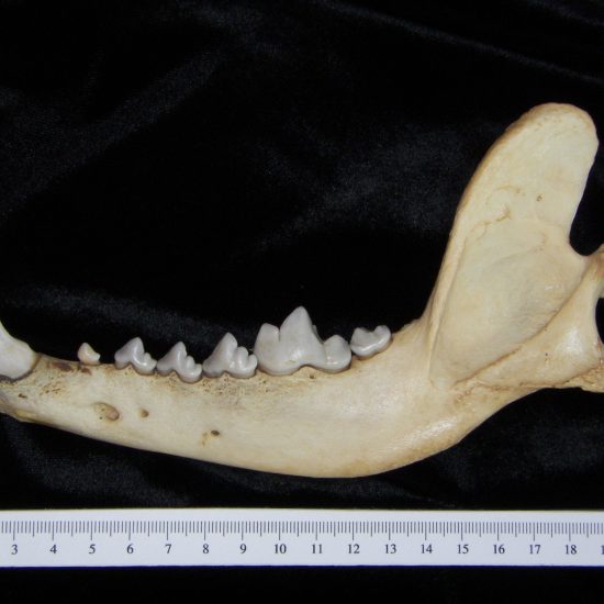 Lateral View Domestic Cat Mandible - BoneID