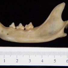 Lateral View Domestic Dog Mandible - Boneid