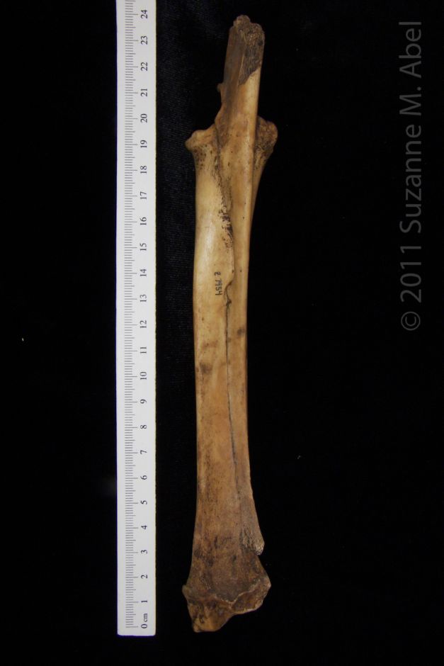 Posterior View Domestic Goat Right Ulna and Radius - BoneID