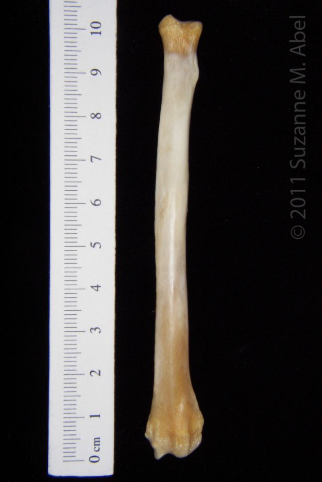 Posterior View Left Grey Fox Radius