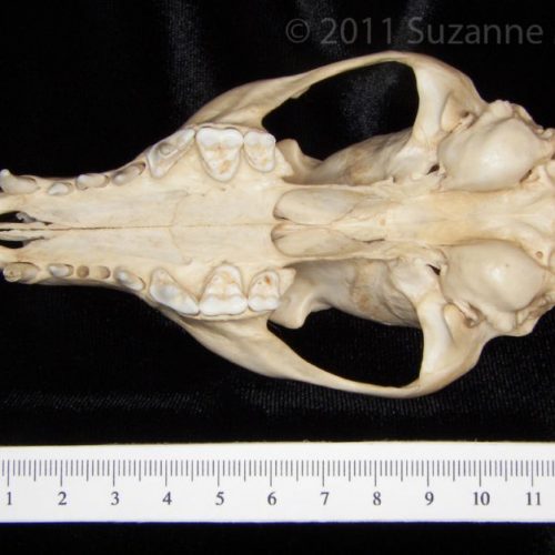 Inferior View Florida Panther Cranium - BoneID