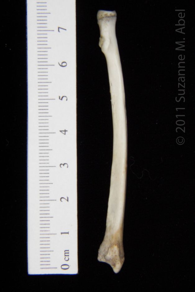 Anterior View Left Opossum Radius