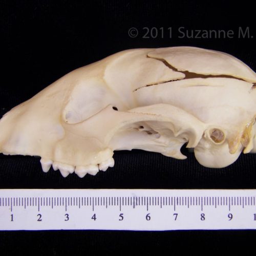 Lateral View Opossum Cranium - BoneID