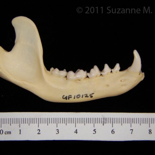 Superior View Domestic Pig Mandible - BoneID