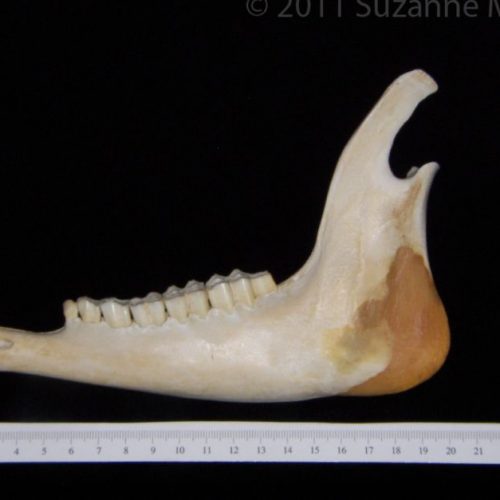 Lateral View Striped Skunk Mandible - BoneID