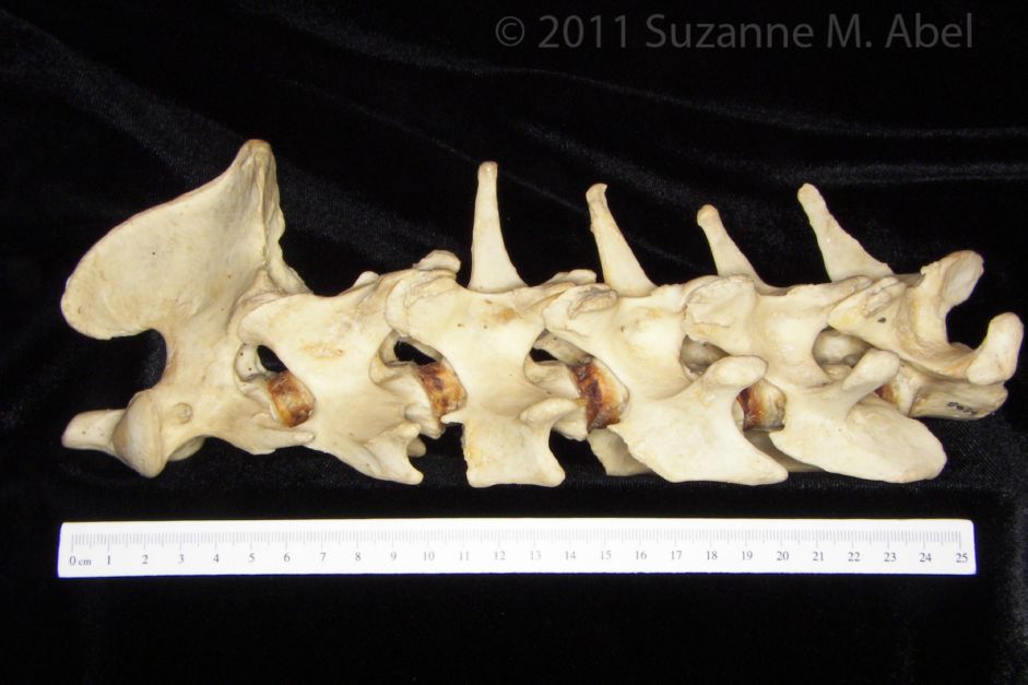 Lateral View C2-C7 Vertebrae Black Bear