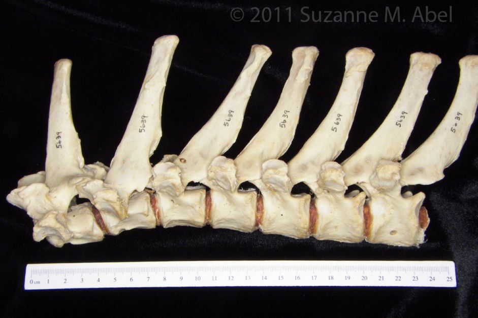 Lateral View T1-T7 Vertebrae Black Bear