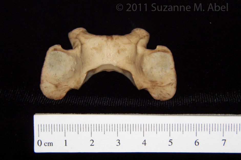 Superior View Bobcat C1 Vertebrae