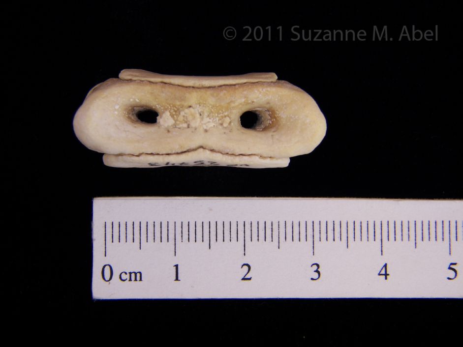 Bottlenose Dolphin Caudal Vertebrae View 2