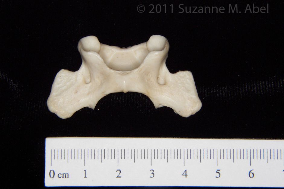 Inferior View Grey Fox C1 Vertebrae