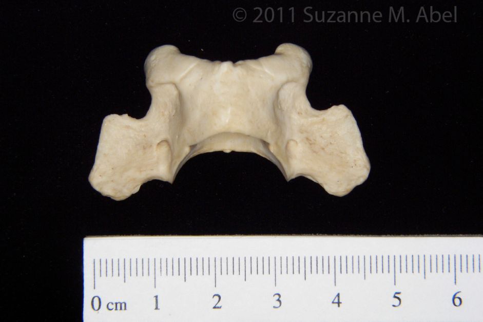 Superior View Grey Fox C1 Vertebrae