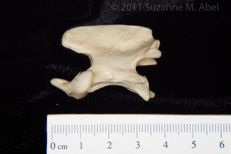 Lateral View Grey Fox C2 Vertebrae