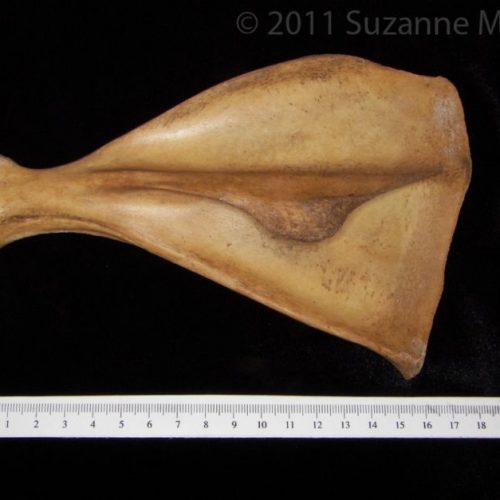 Anterior View Left Wild Boar Scapula - BoneID