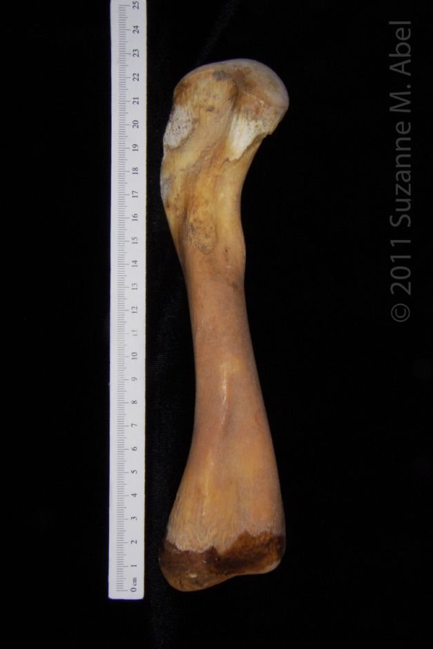 View 1 Alligator Femur