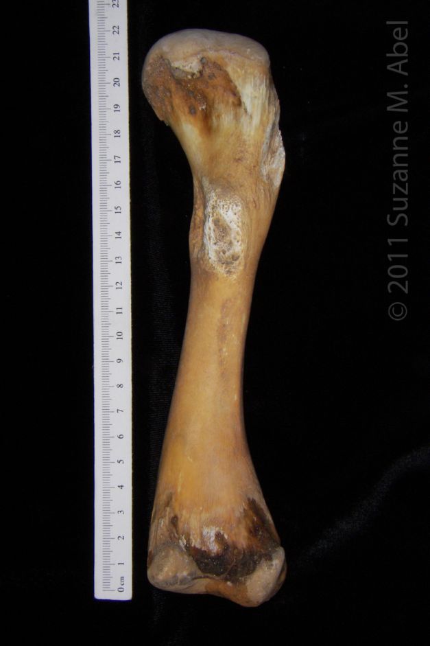 View 2 Alligator Femur